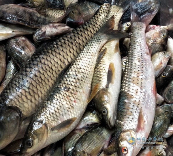 參賽者釣上來的野生魚