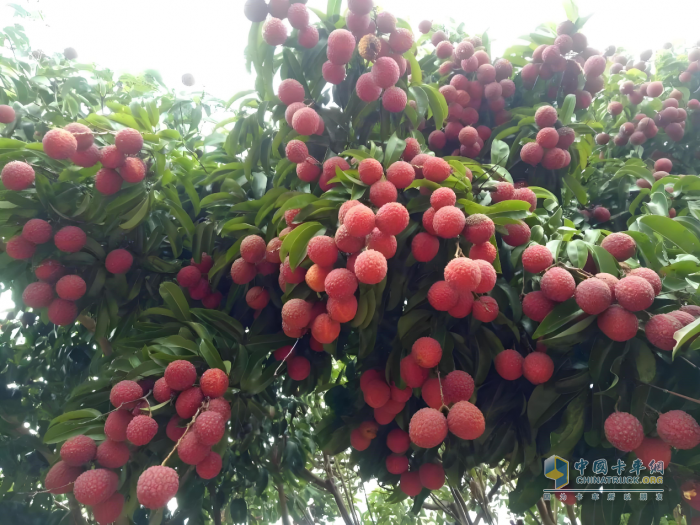 “一騎紅塵妃子笑”新傳：奧鈴北極熊冷藏車護(hù)航，荔枝鮮甜如初